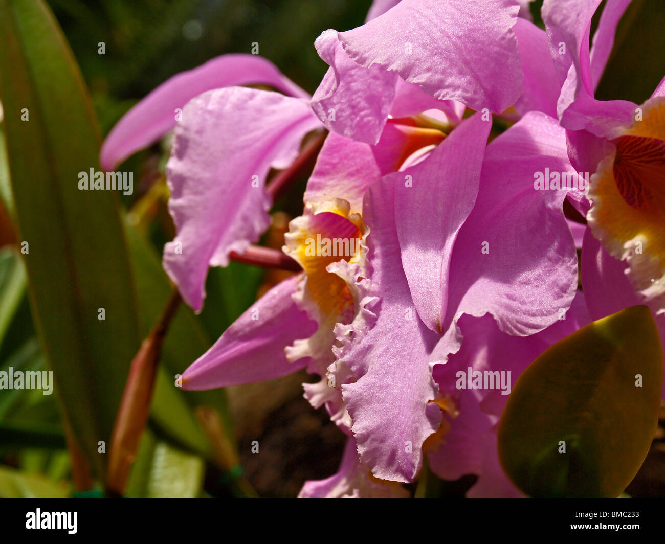 Cattleya labiata orchid Foto Stock