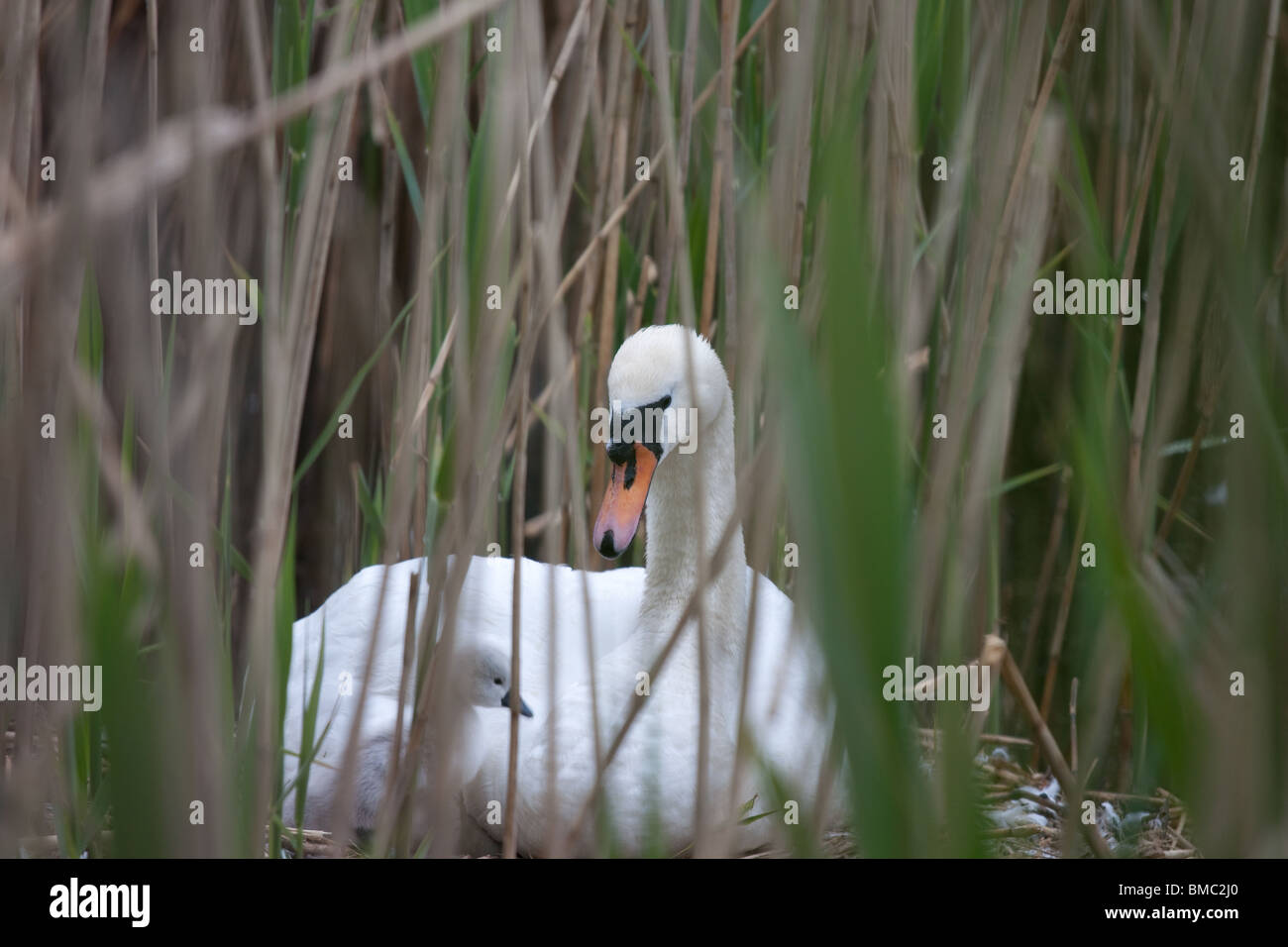 Cigno sul suo nido con cygnet in tra ance Foto Stock