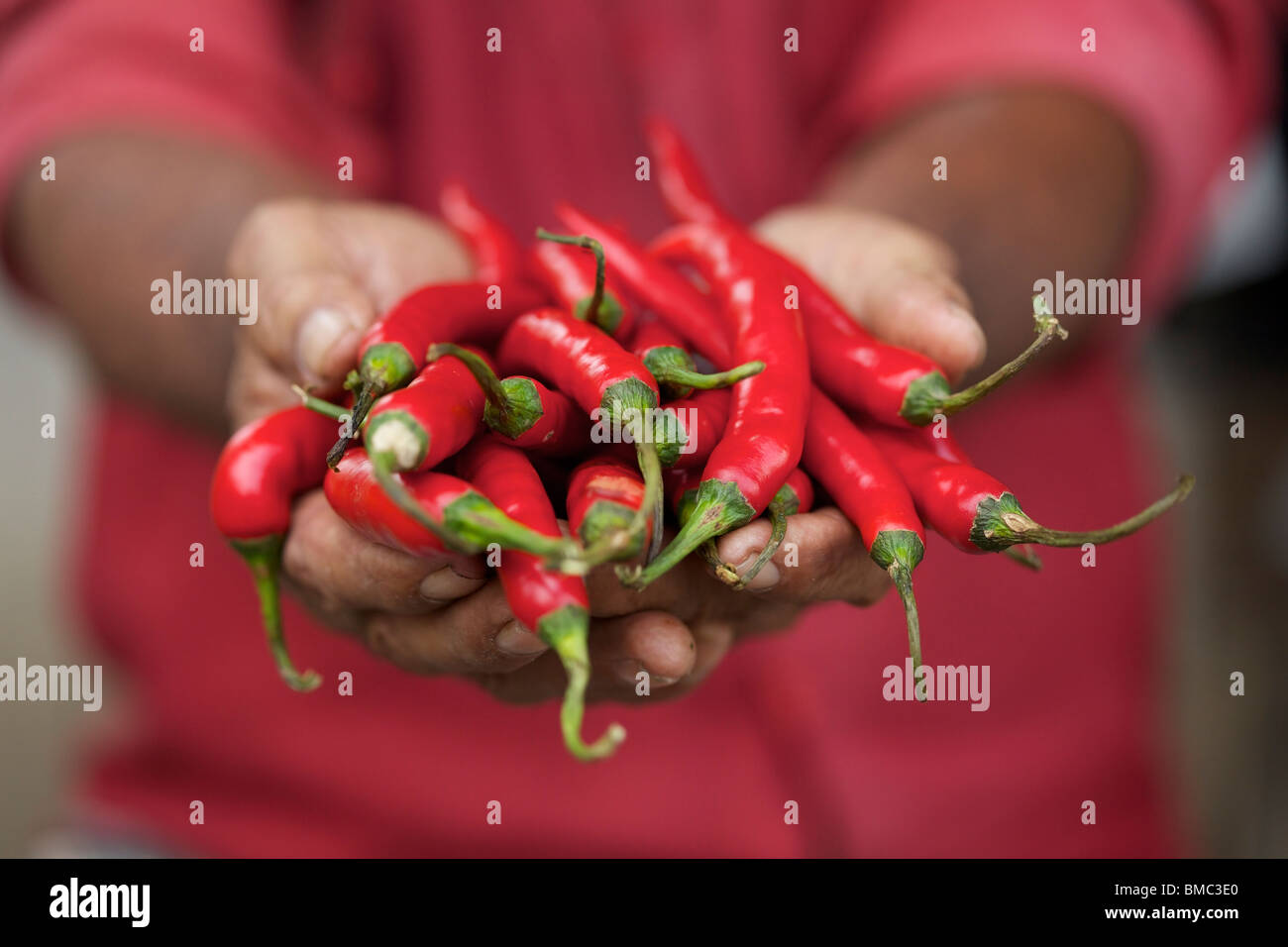 L'agricoltore che detiene appena raccolto asiatici peperoncini rossi nel suo lato East Java, Indonesia Foto Stock
