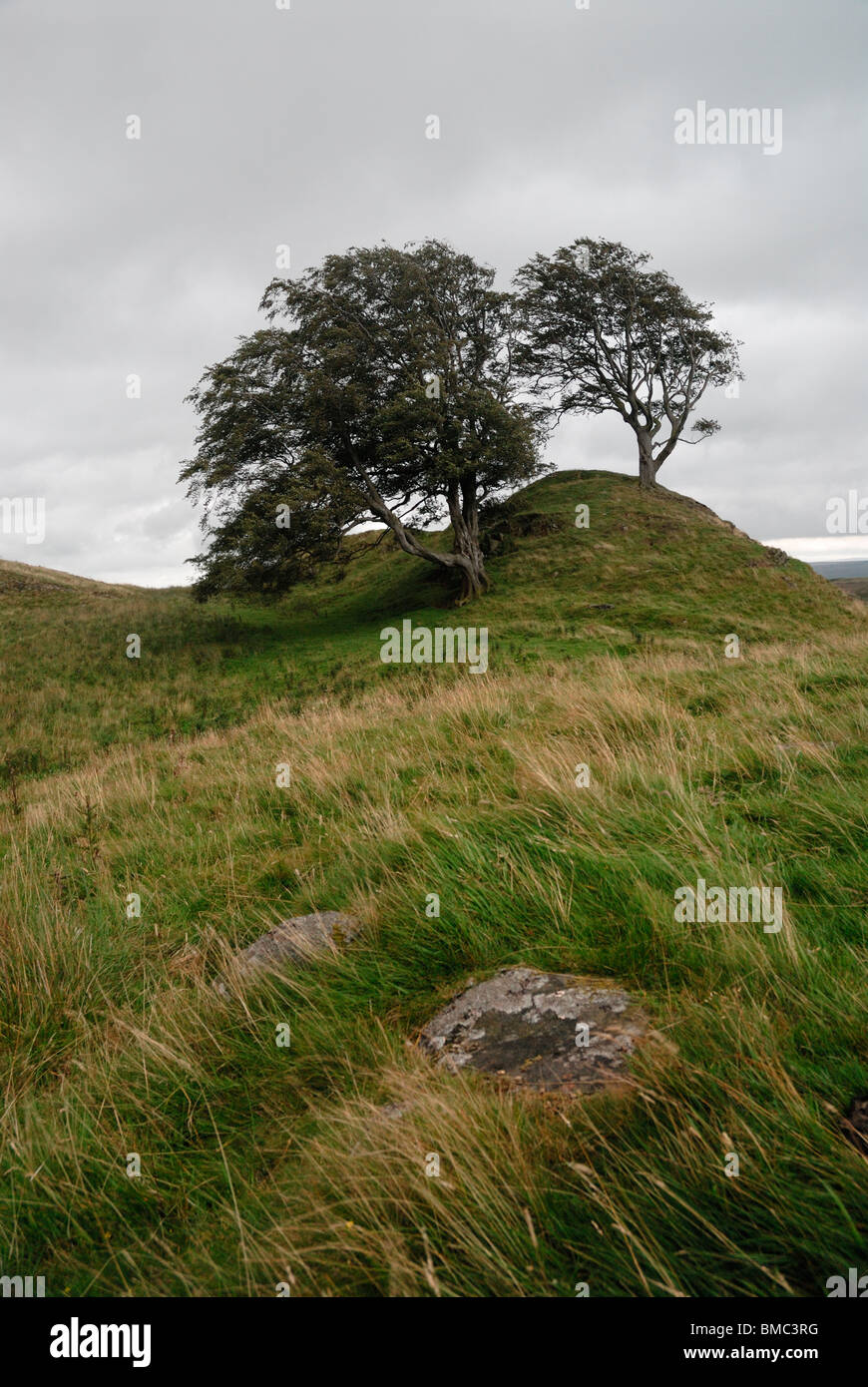 Una coppia di alberi spazzate dal vento sulla cima di una piccola collina vicino Walltown dirupi, Northumberland. Foto Stock