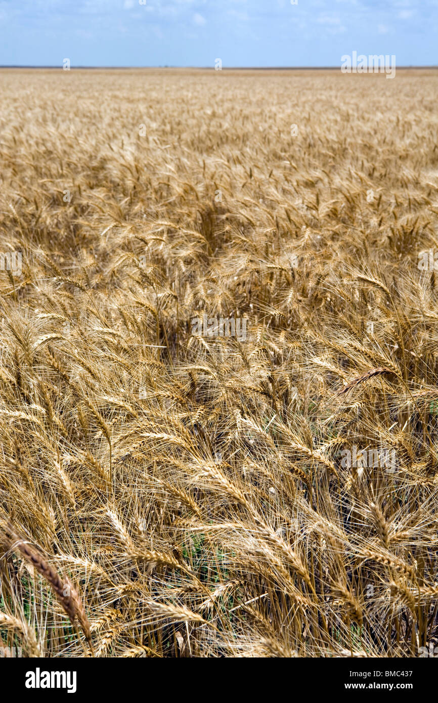 Campi di grano in Arkansas, STATI UNITI D'AMERICA Foto Stock