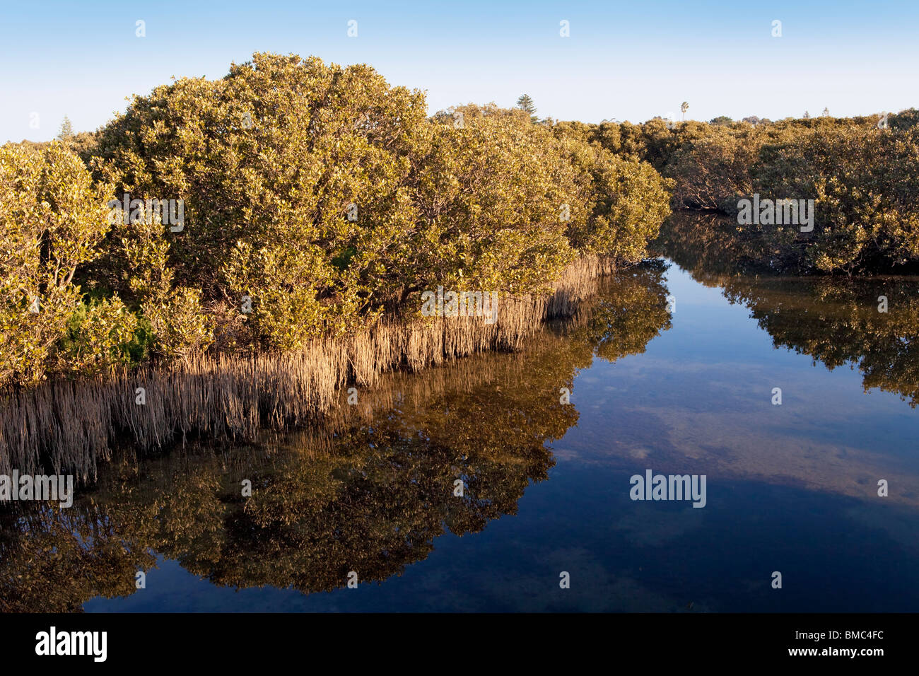 Bianco (aka grigio) mangrovie (Avicennia marina) palude in Bunbury, Australia occidentale Foto Stock