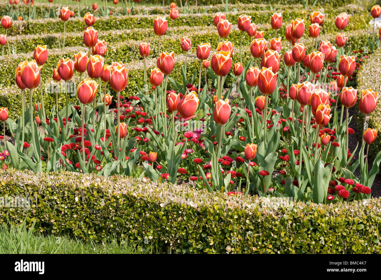 Un bordo di tulipani rosa Foto Stock