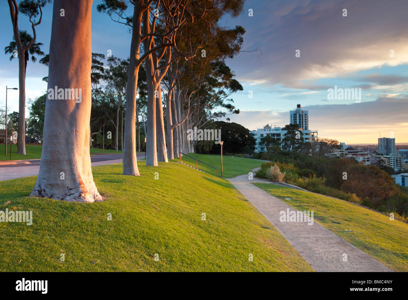 Il limone e profumata di gomma (Corymbia citriodora) alberi di eucalipto in Kings Park Perth, Western Australia Foto Stock