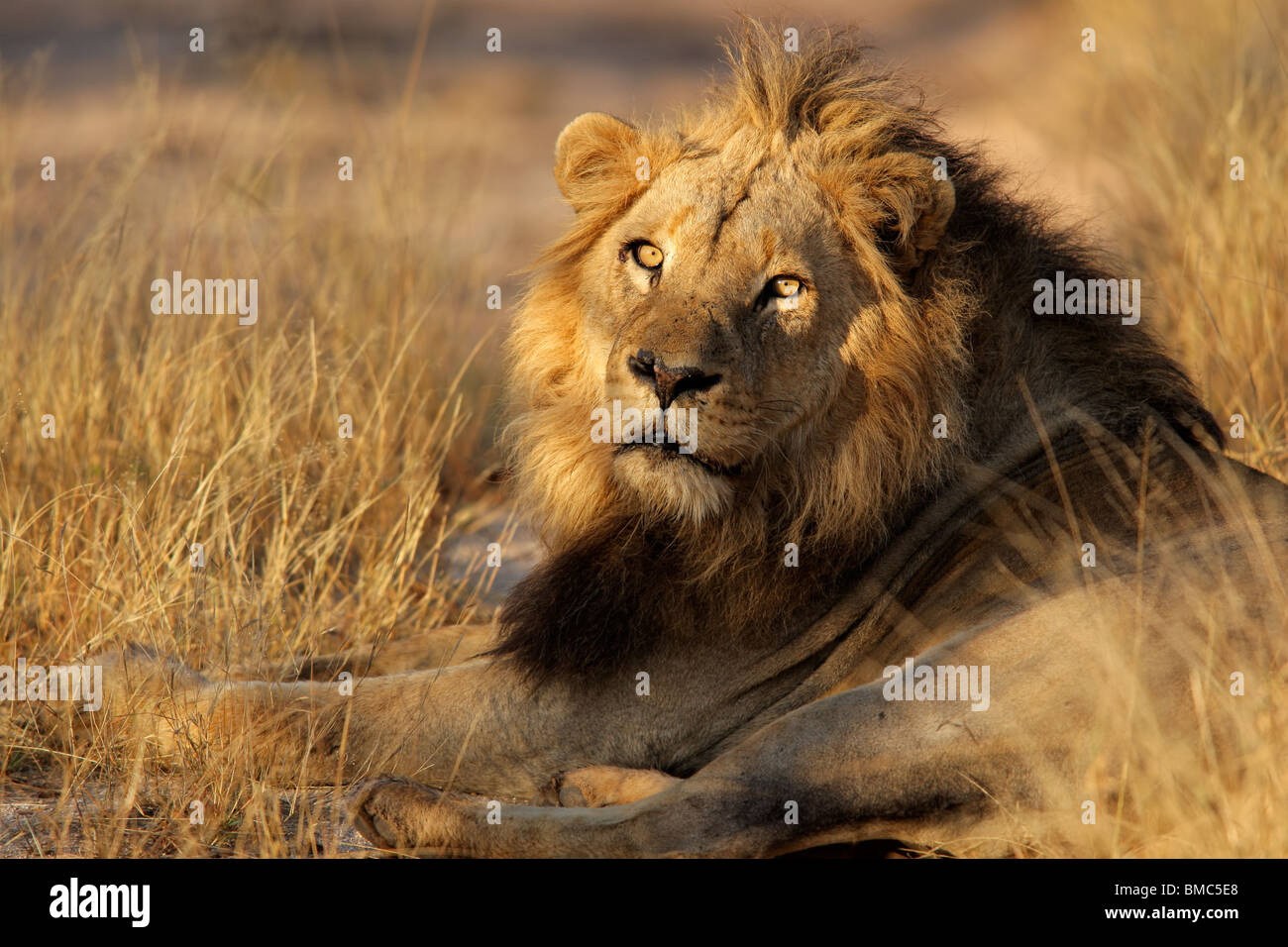 Ritratto di un grande maschio di leone africano (Panthera leo), Sabie-Sand riserva naturale, Sud Africa Foto Stock