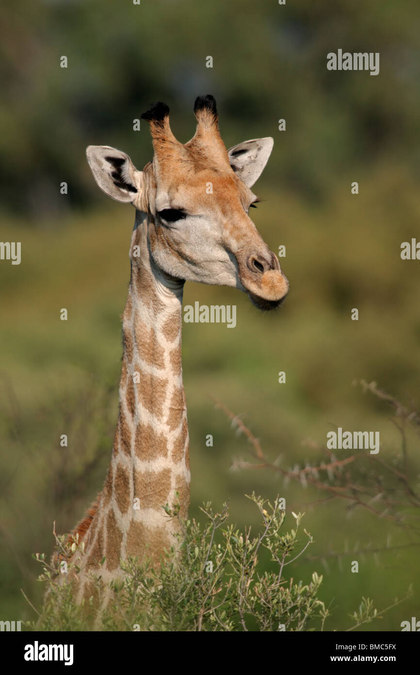 Close-up verticale di una giraffa (Giraffa camelopardalis), Sud Africa Foto Stock