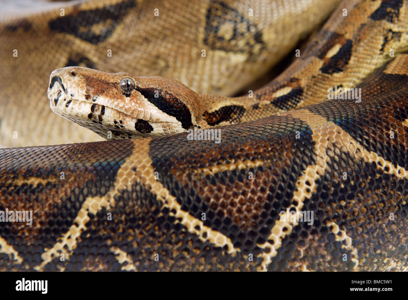 Boa constrictor snake su sfondo bianco Foto Stock