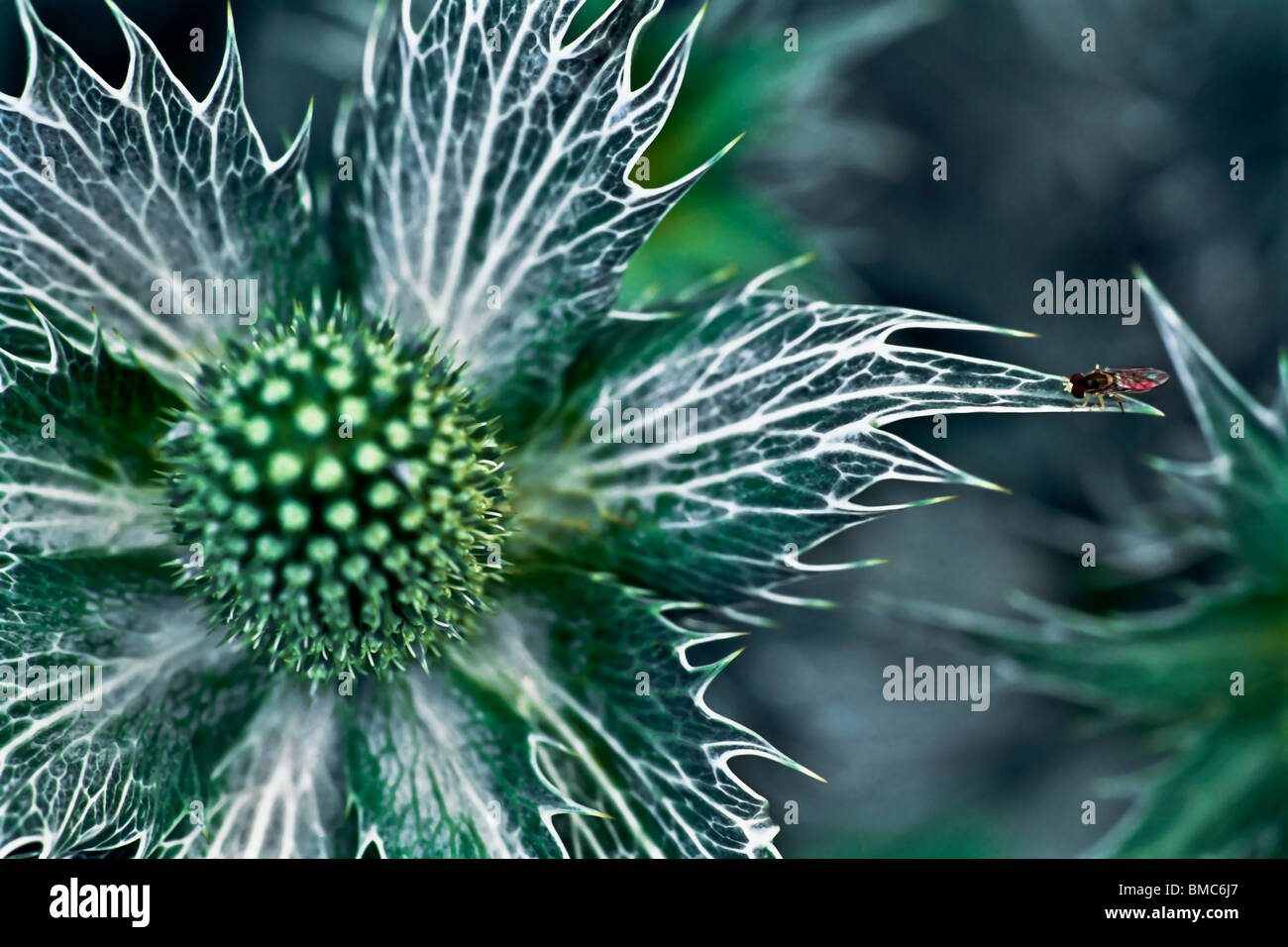 Mare holly impianto e un fiore fly Foto Stock