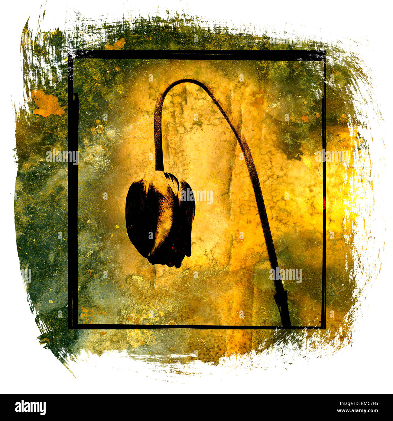 Rappresentazione artistica di un tulipano cadente su uno sfondo testurizzato dorato in un design creativo Foto Stock