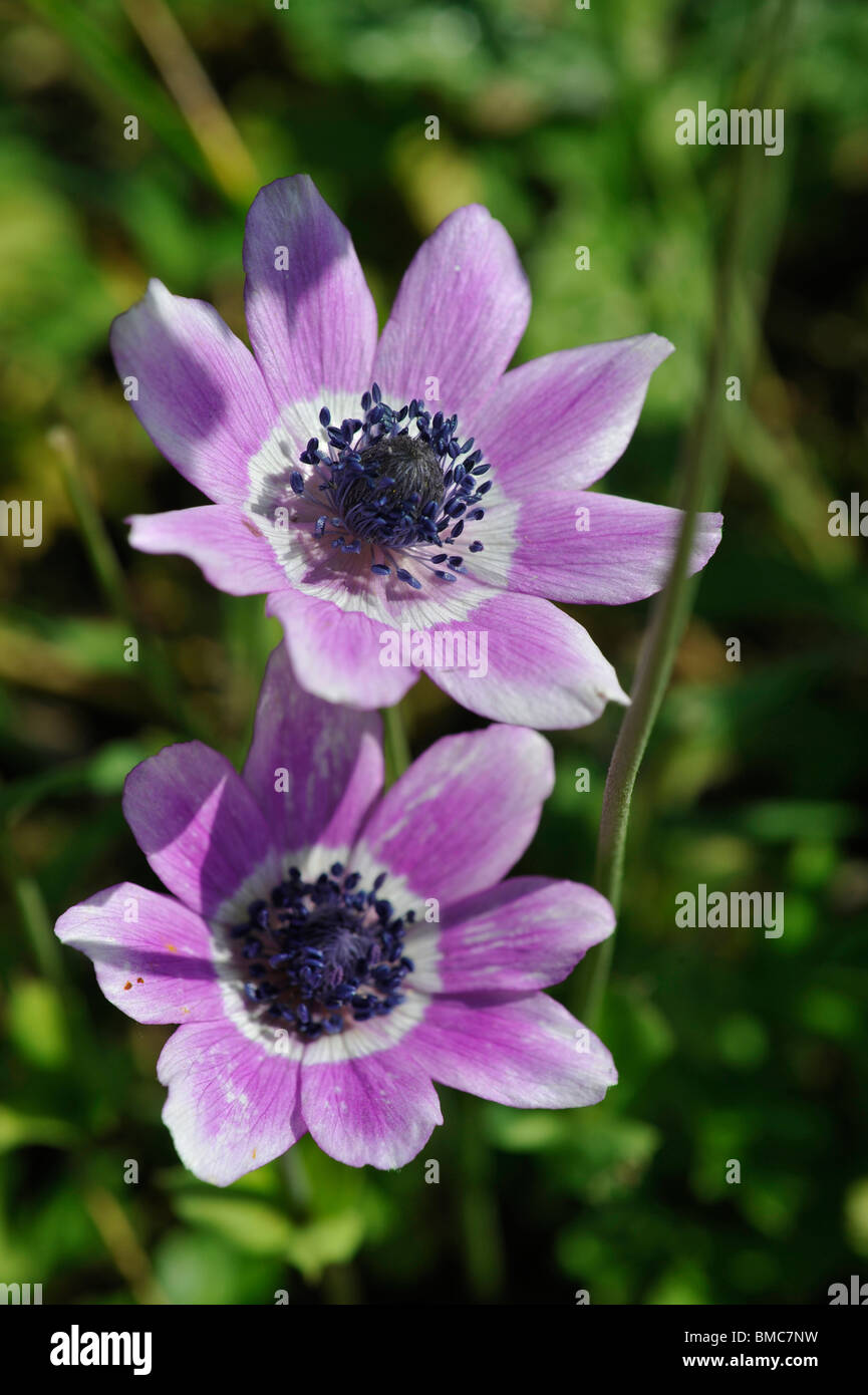 Crown Anemone, anemone coronaria Foto Stock