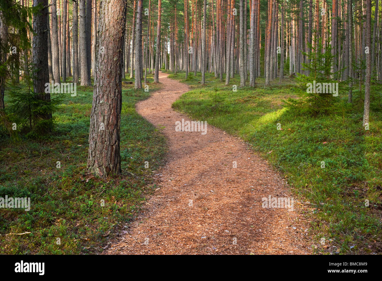 Sentiero nel bosco primaverile immagini e fotografie stock ad alta ...