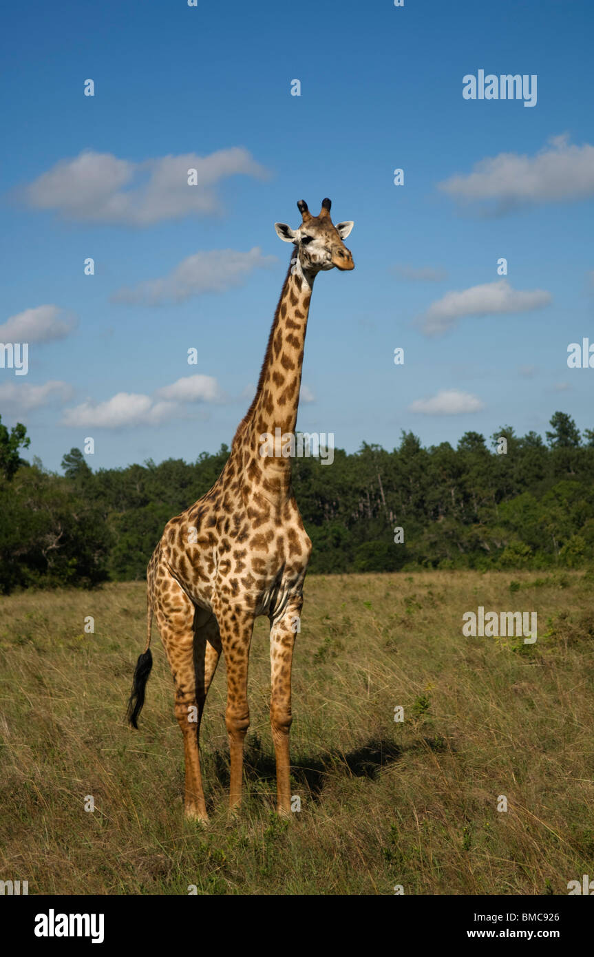 Maasai giraffe (Giraffa camelopardalis tippelskirchi), Shimba Hills National Park, Kenya Foto Stock