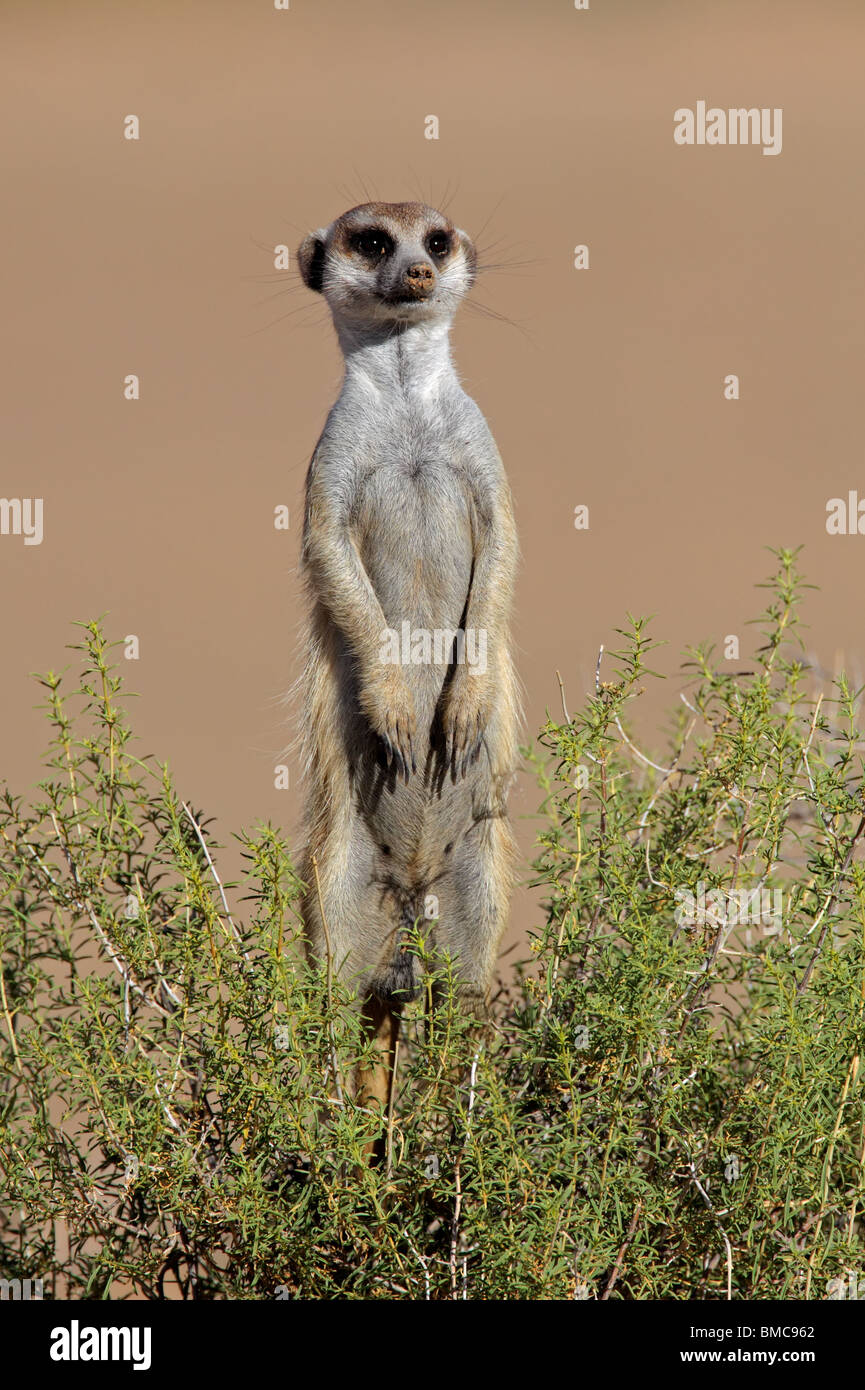 Avviso (meerkat Suricata suricatta) seduto in posizione eretta in previsione del pericolo, Sud Africa Foto Stock