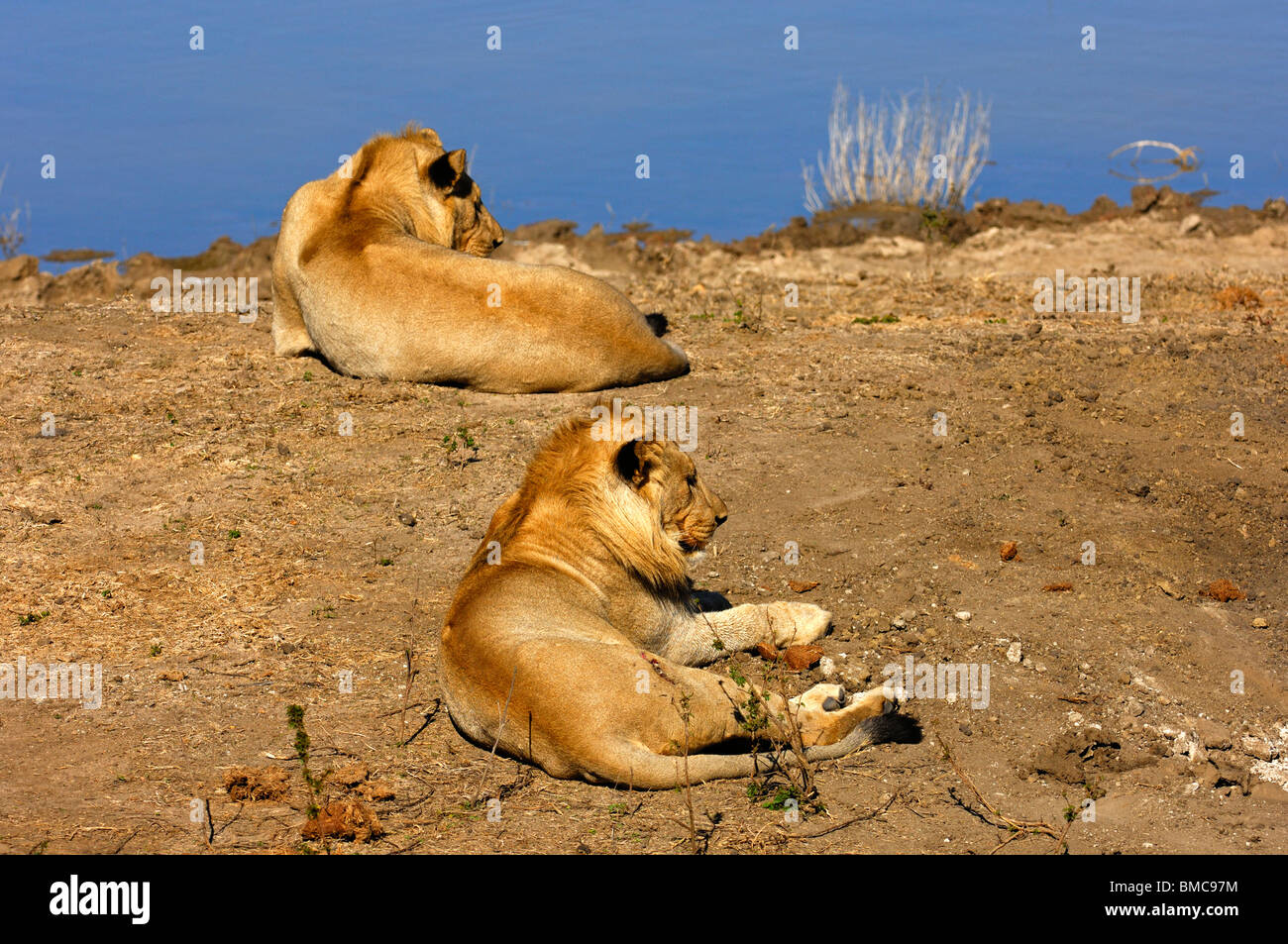 Due giovani leoni in agguato della preda a waterhole, Madikwe Game Reserve, Sud Africa Foto Stock