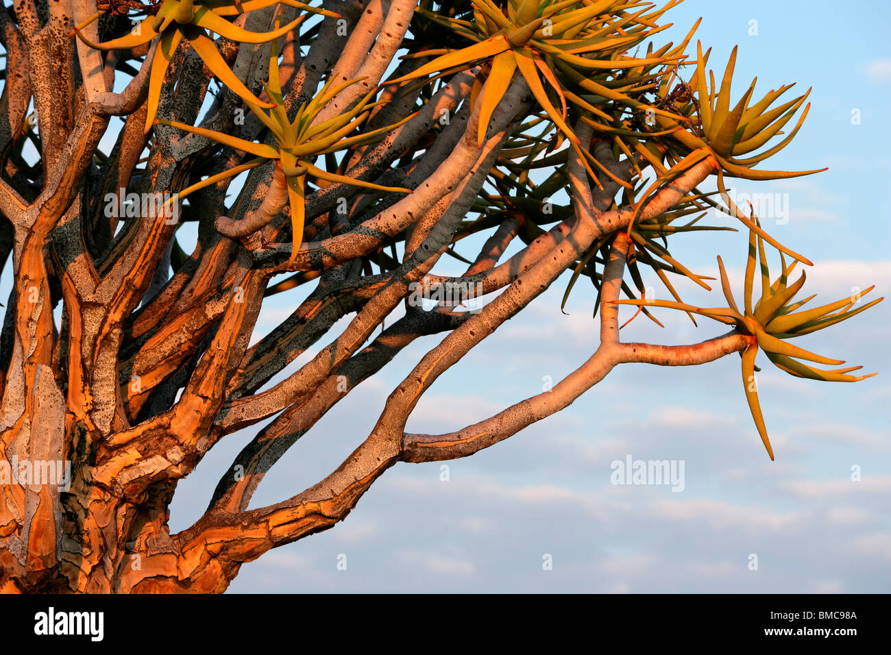I rami di un albero faretra (Aloe dichotoma) all'inizio. La luce del mattino, Namibia, Sud Africa Foto Stock