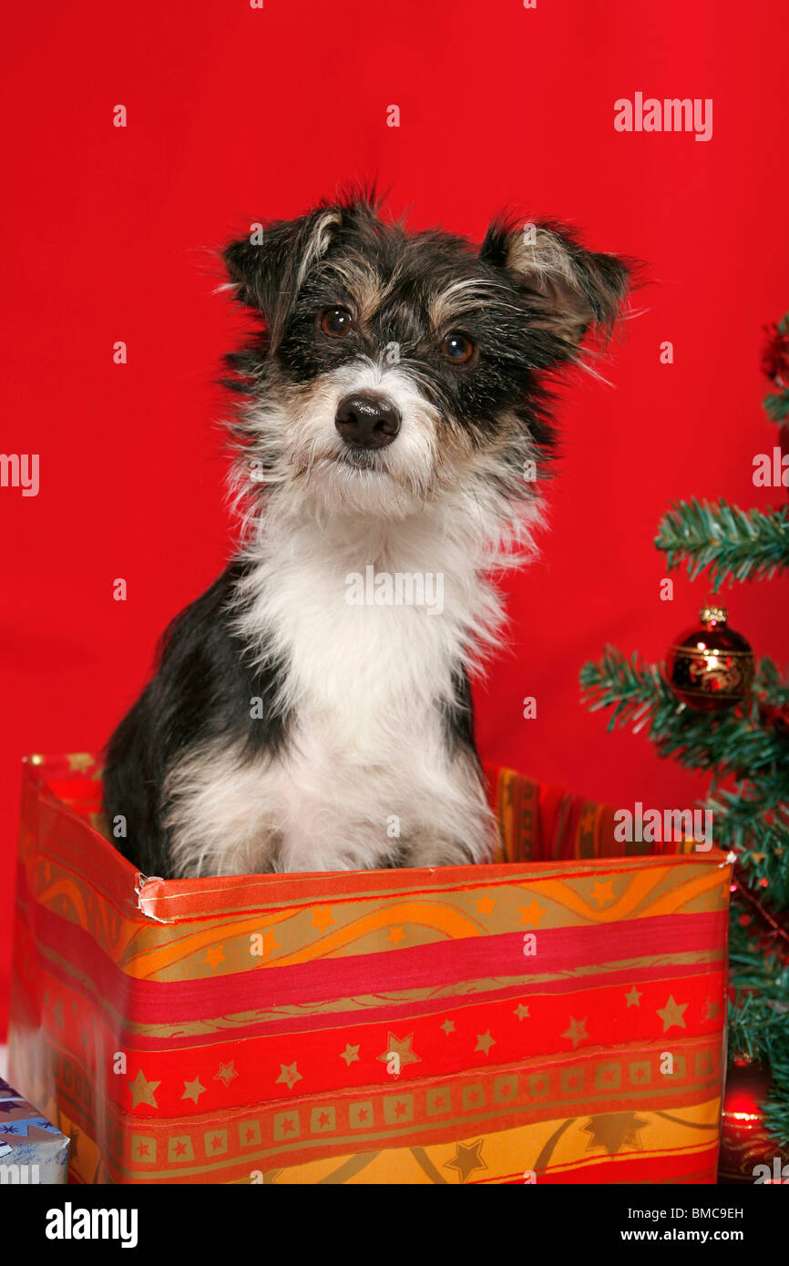 Hund unterm Weihnachtsbaum / cane sotto christmastree Foto Stock