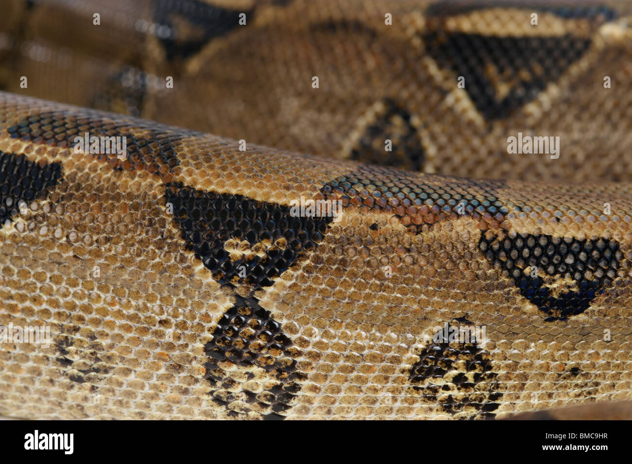Boa constrictor snake su sfondo bianco Foto Stock