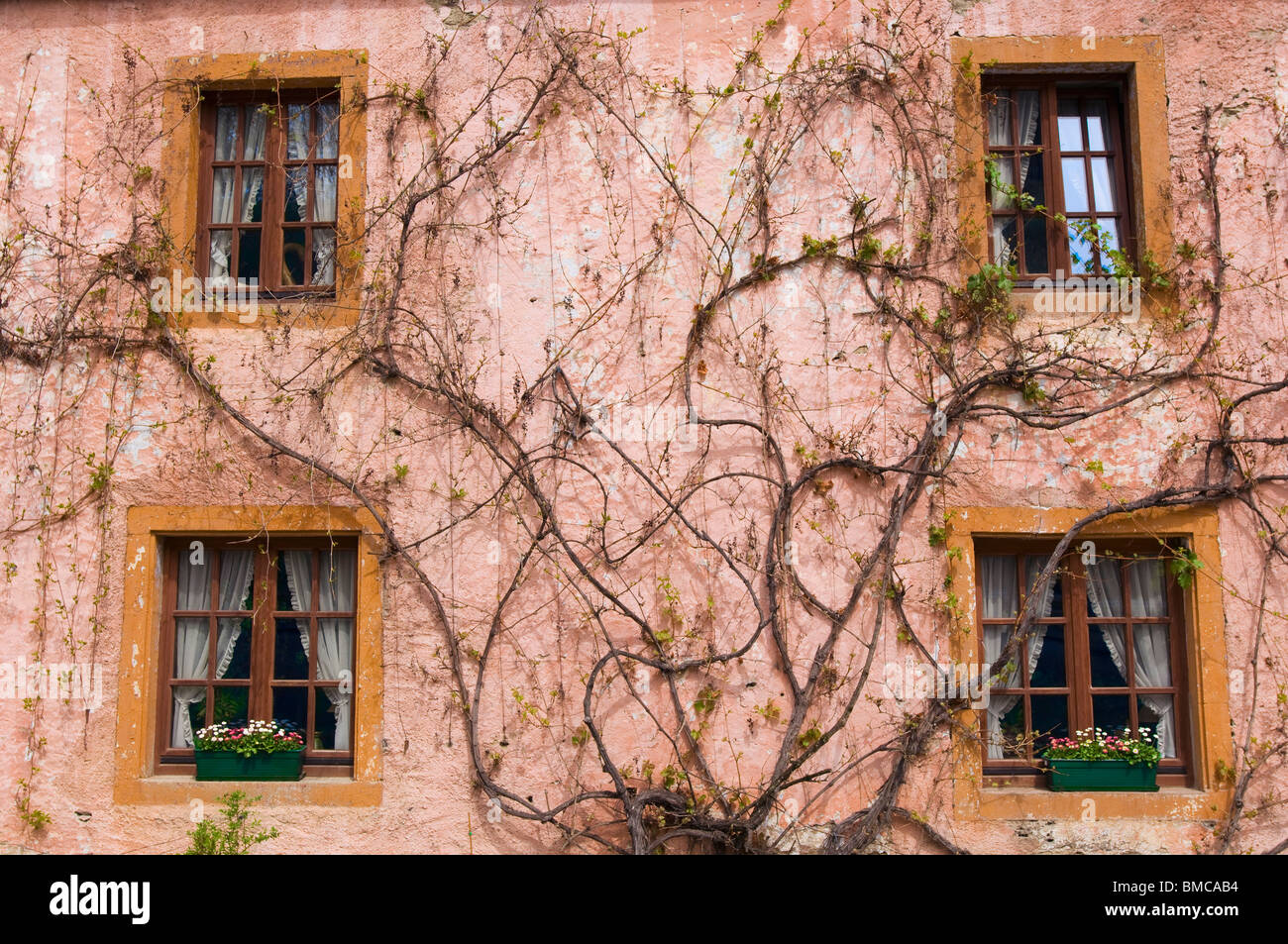 Vecchio carismatico, vite coperta parete rosa con windows Foto Stock