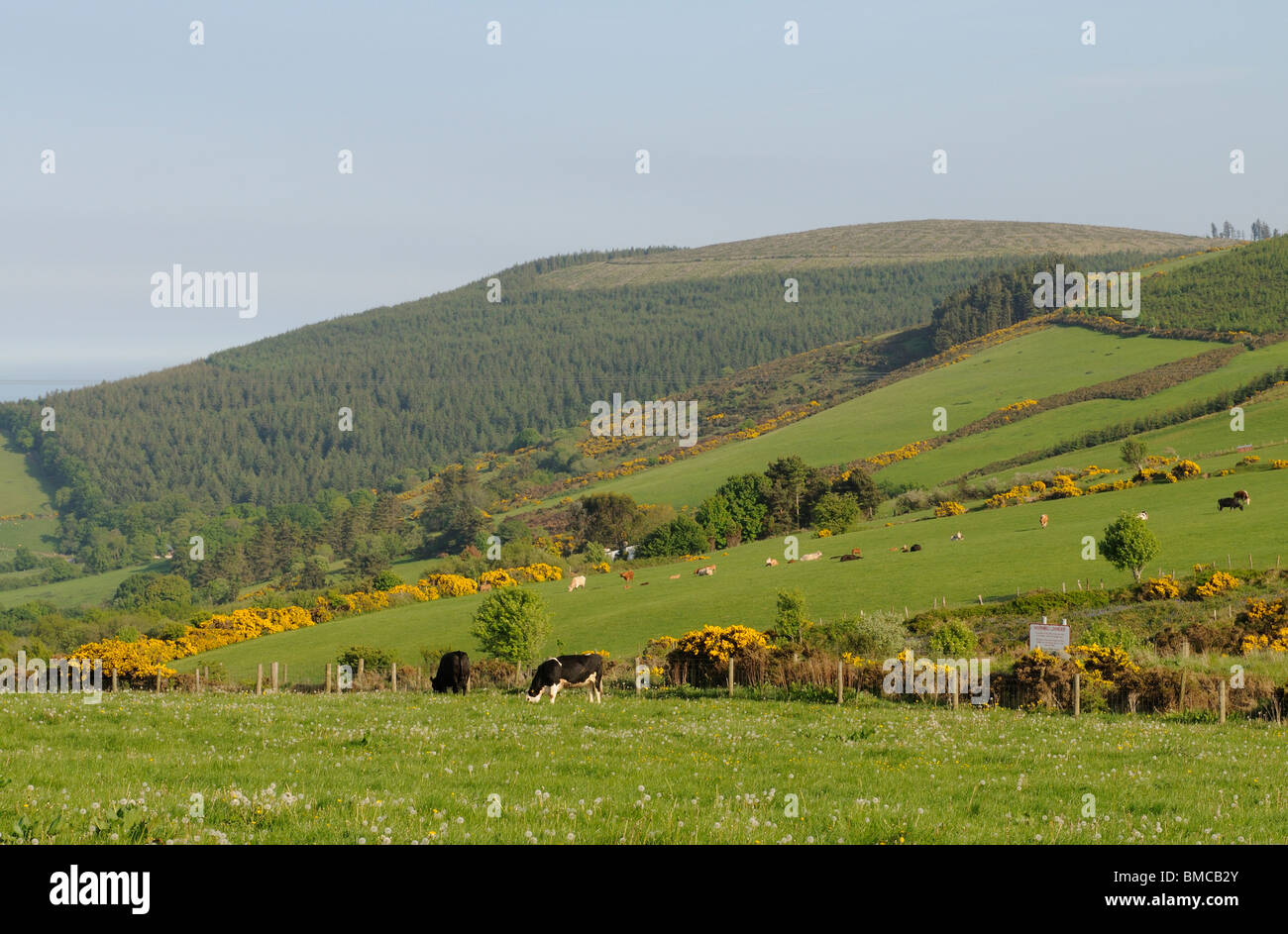 Campagna irlandese & terreni agricoli in Wicklow Mountains vicino a Greystones County Wicklow Irlanda meridionale Foto Stock