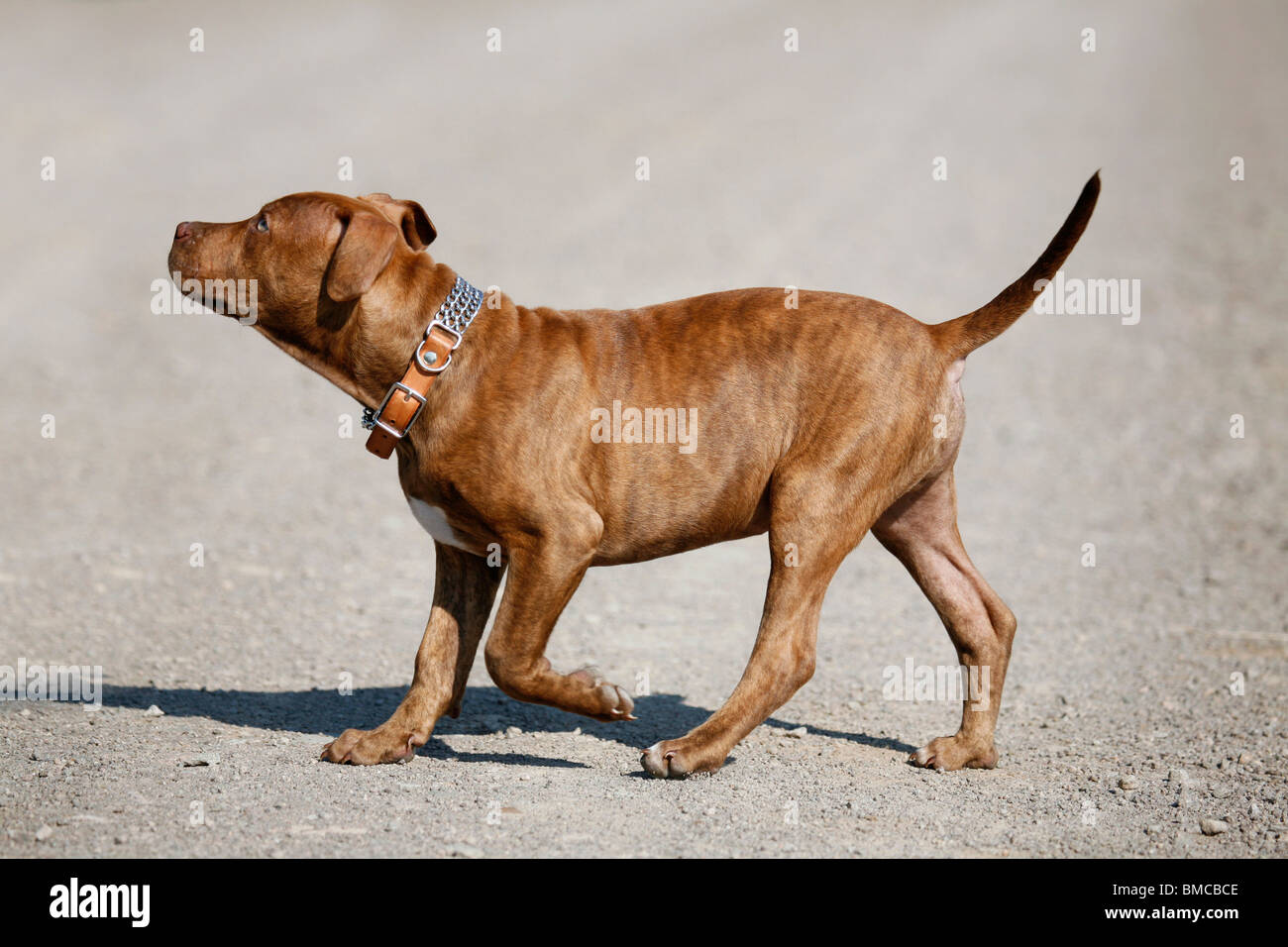 L'American Pit Bull Terrier Welpe / cucciolo Foto Stock