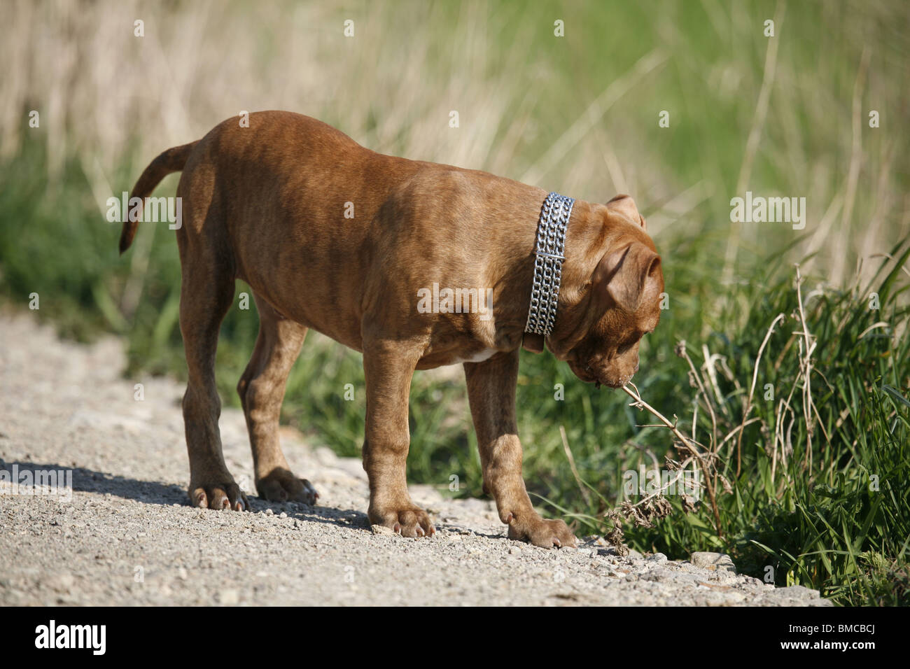 L'American Pit Bull Terrier Welpe / cucciolo Foto Stock