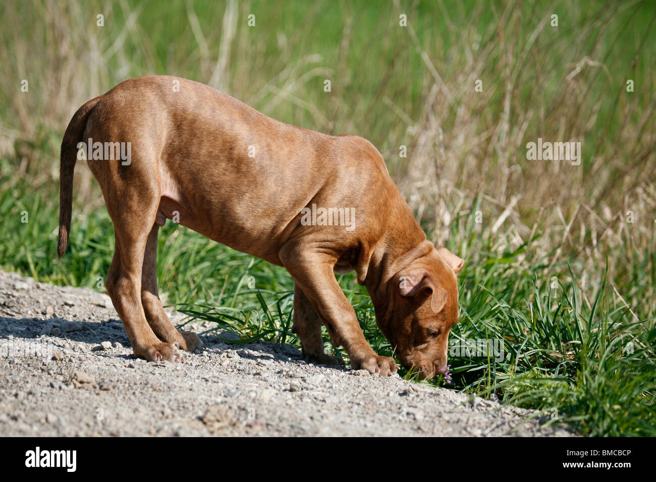 L'American Pit Bull Terrier Welpe / cucciolo Foto Stock