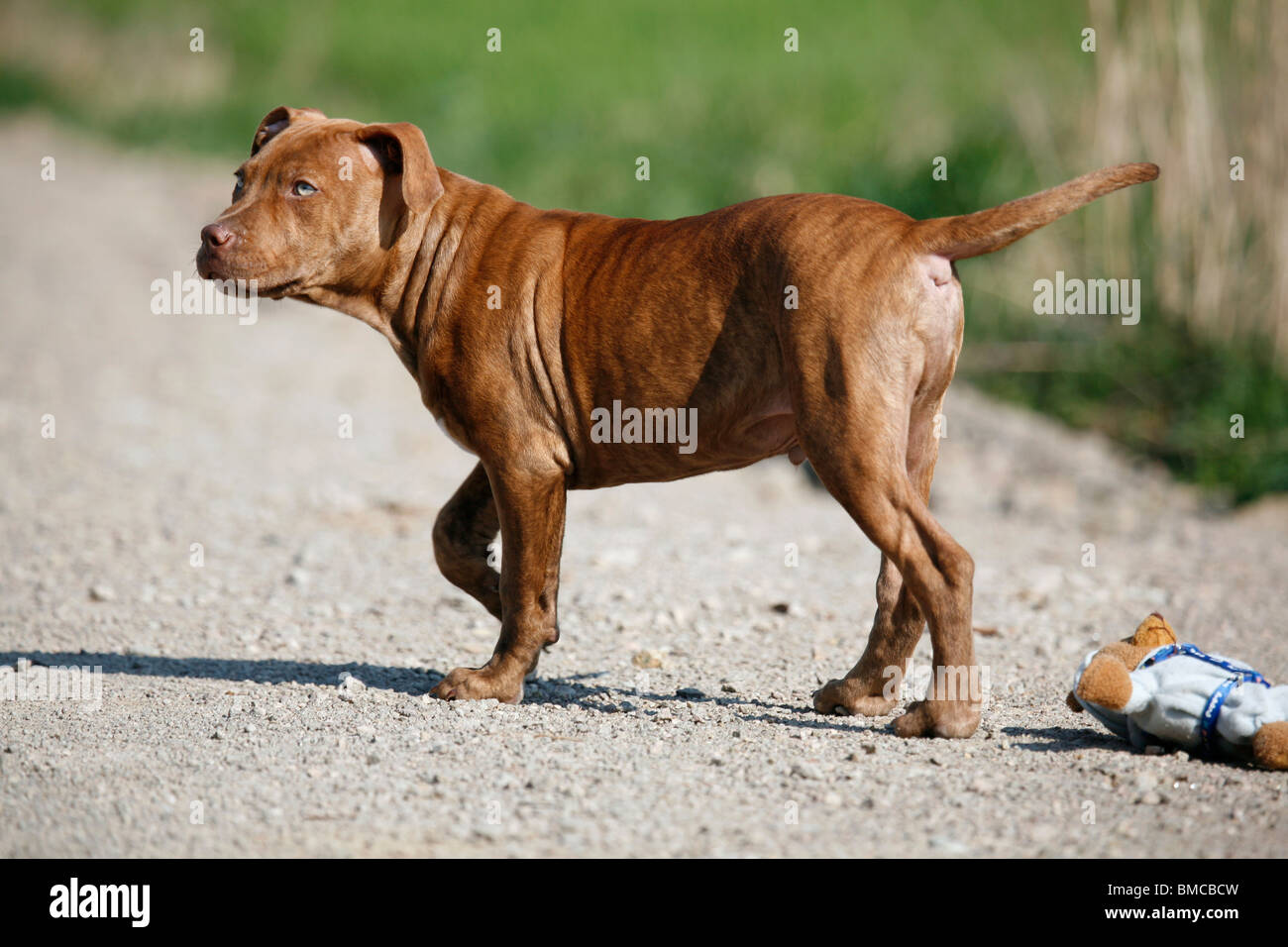 L'American Pit Bull Terrier Welpe / cucciolo Foto Stock