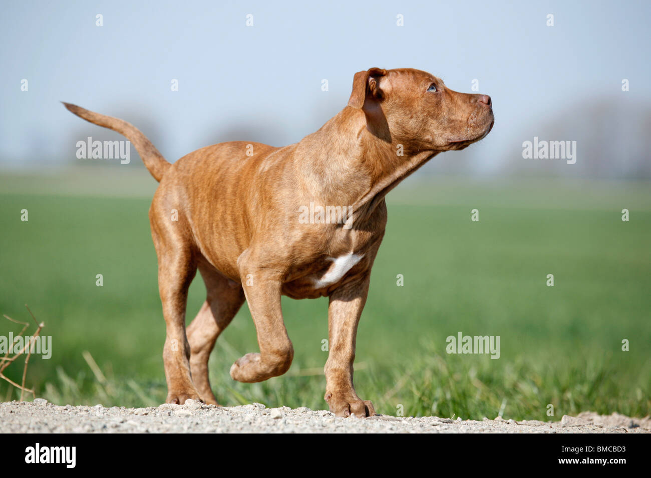 L'American Pit Bull Terrier Welpe / cucciolo Foto Stock