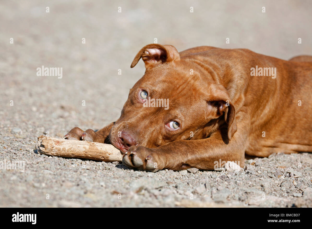 L'American Pit Bull Terrier Welpe / cucciolo Foto Stock