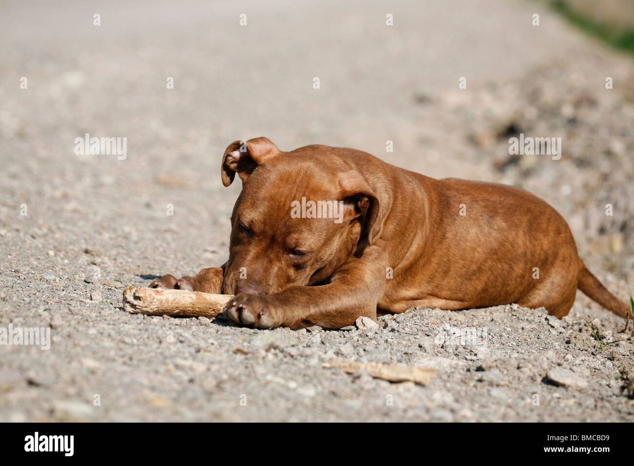 L'American Pit Bull Terrier Welpe / cucciolo Foto Stock