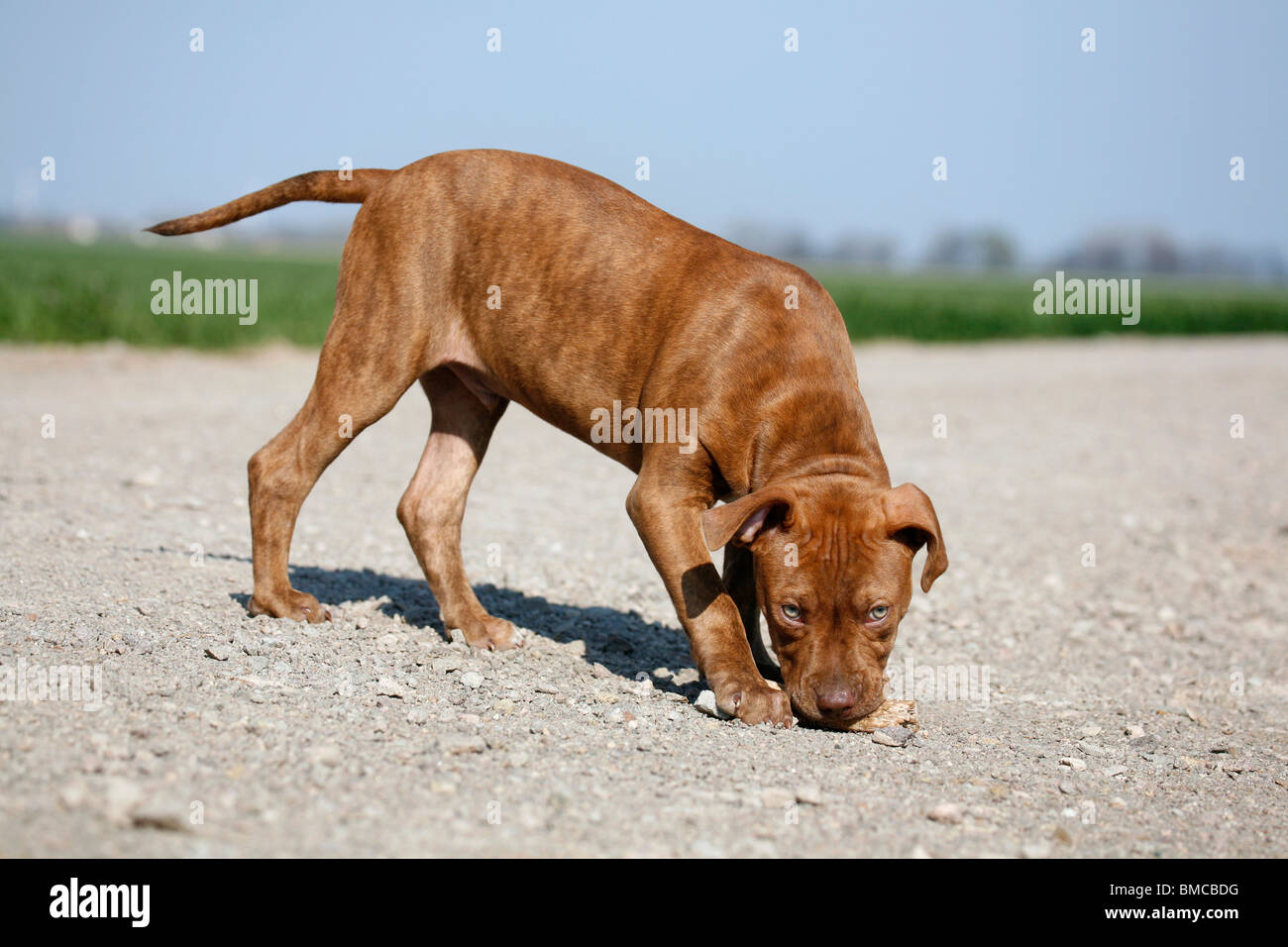 L'American Pit Bull Terrier Welpe / cucciolo Foto Stock