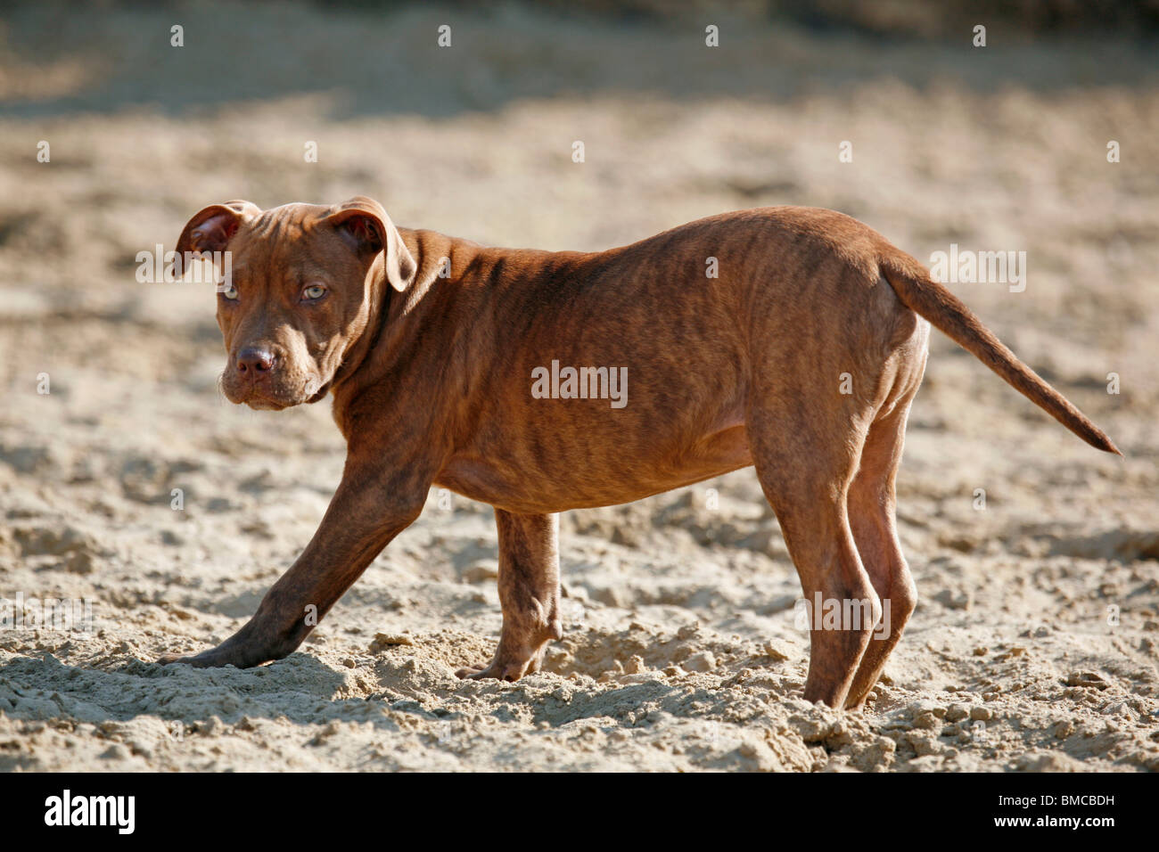 L'American Pit Bull Terrier Welpe / cucciolo Foto Stock