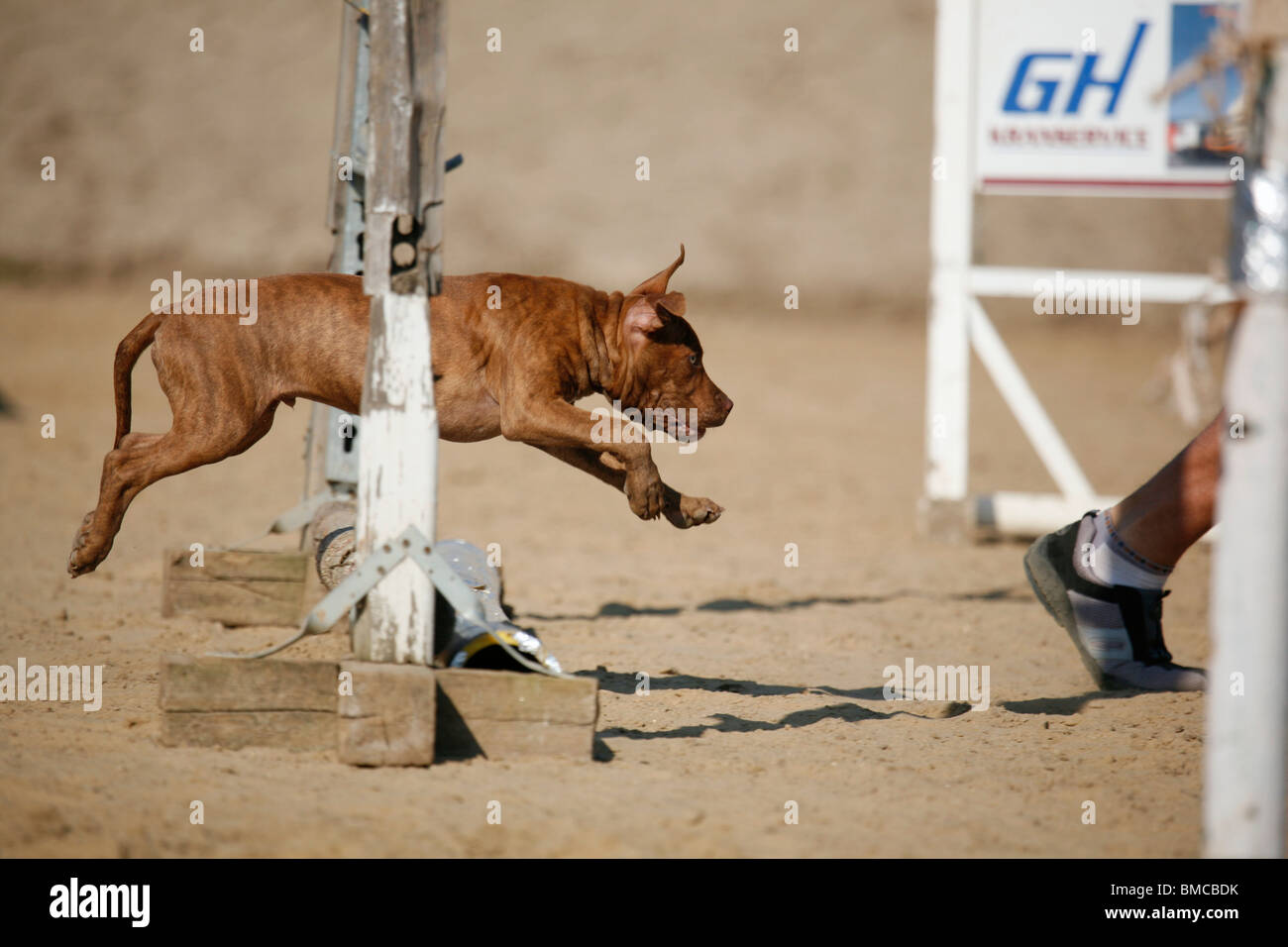 L'American Pit Bull Terrier Welpe / cucciolo Foto Stock