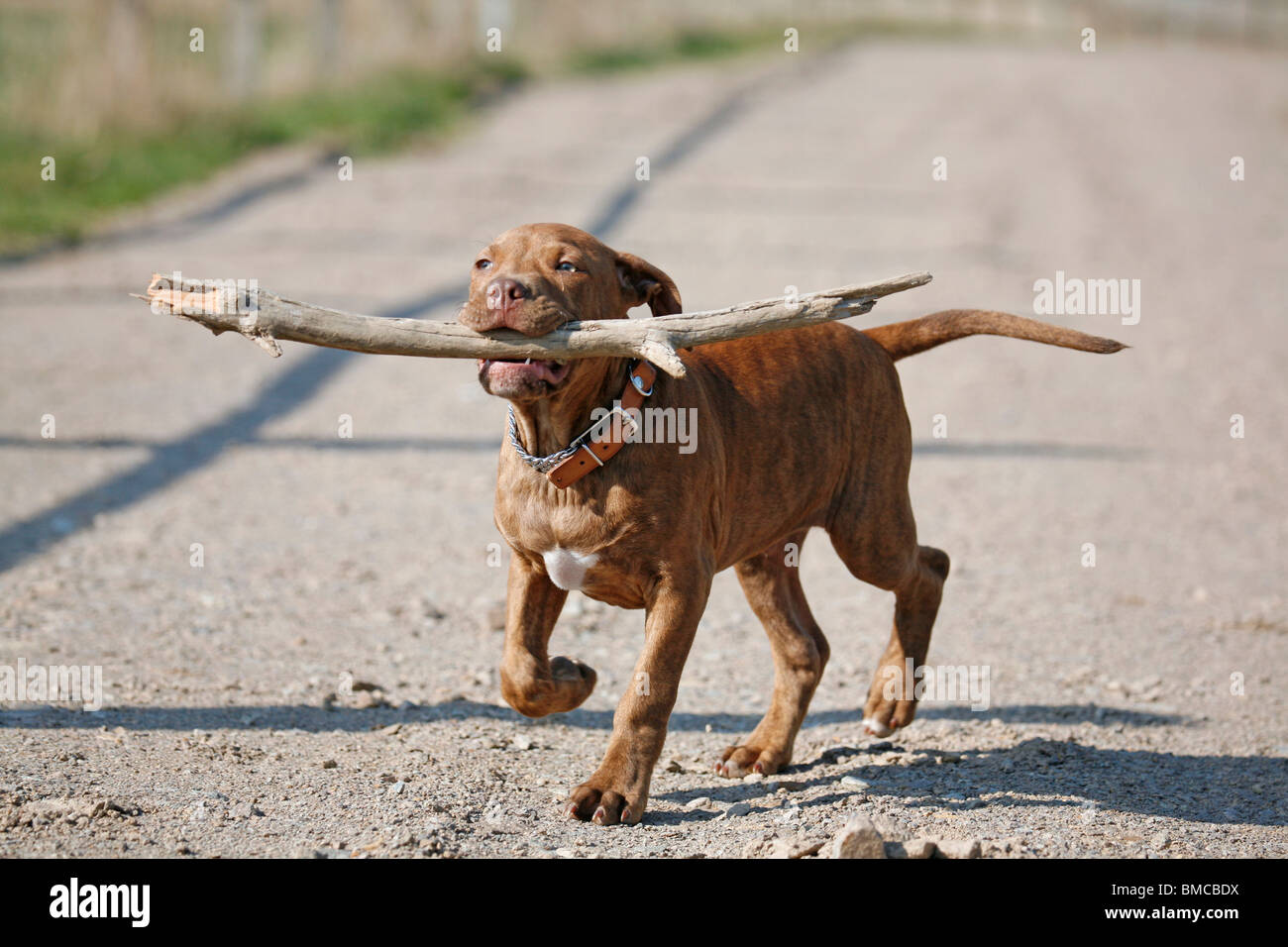 L'American Pit Bull Terrier Welpe / cucciolo Foto Stock