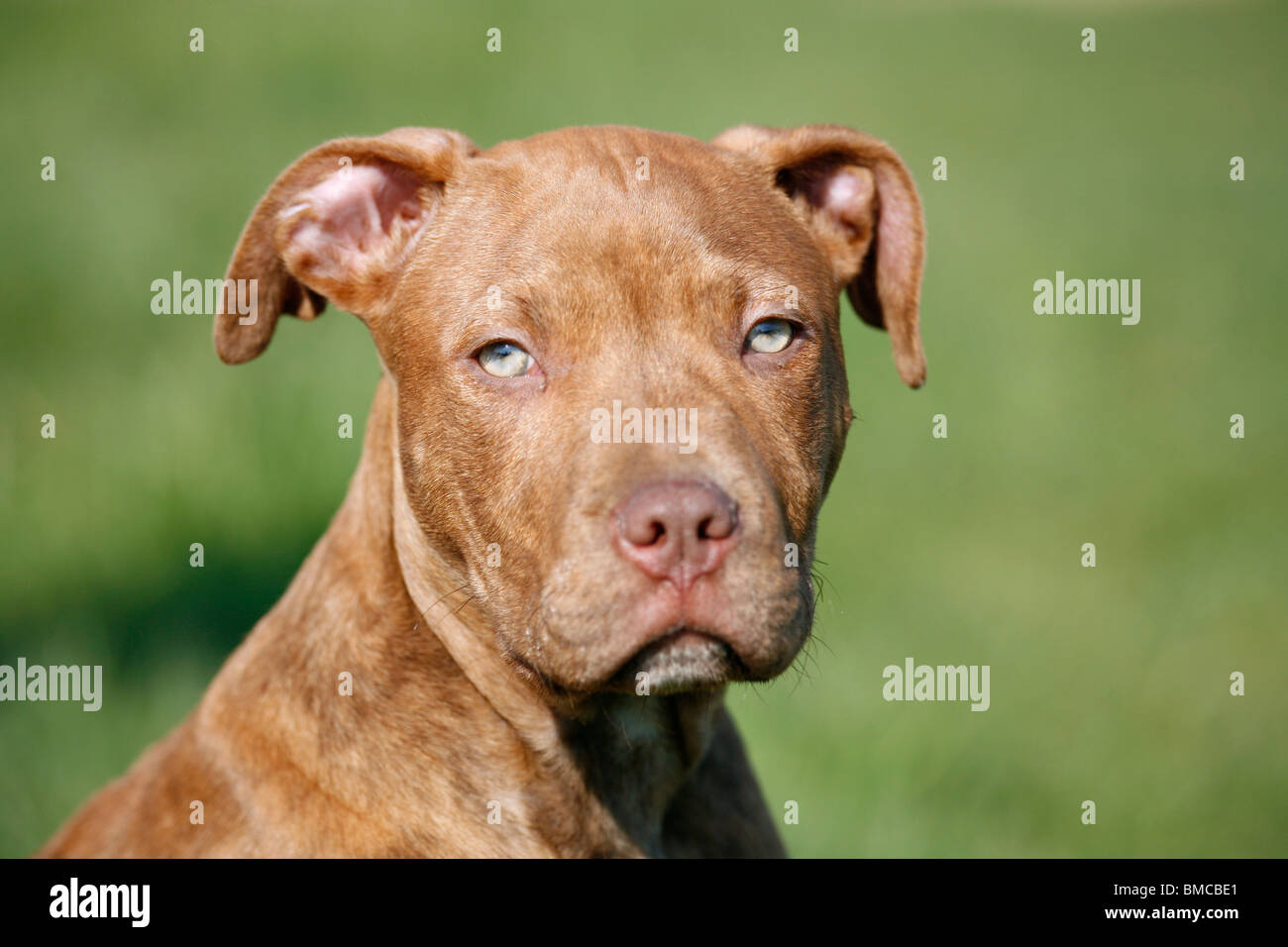 L'American Pit Bull Terrier Welpe / cucciolo Foto Stock