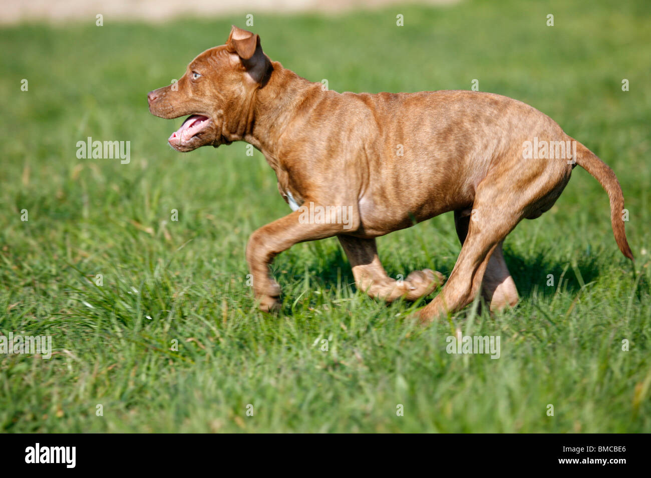 L'American Pit Bull Terrier Welpe / cucciolo Foto Stock