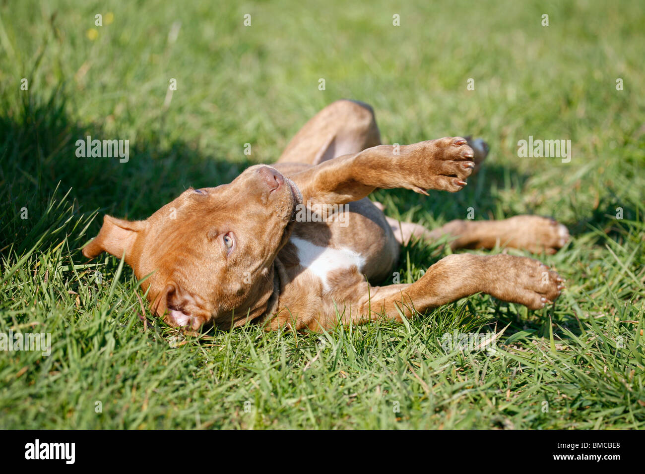 L'American Pit Bull Terrier Welpe / cucciolo Foto Stock