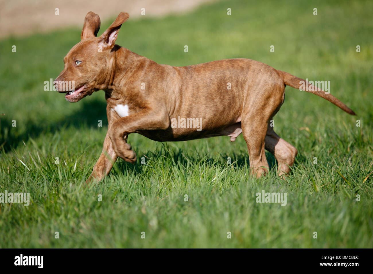 L'American Pit Bull Terrier Welpe / cucciolo Foto Stock