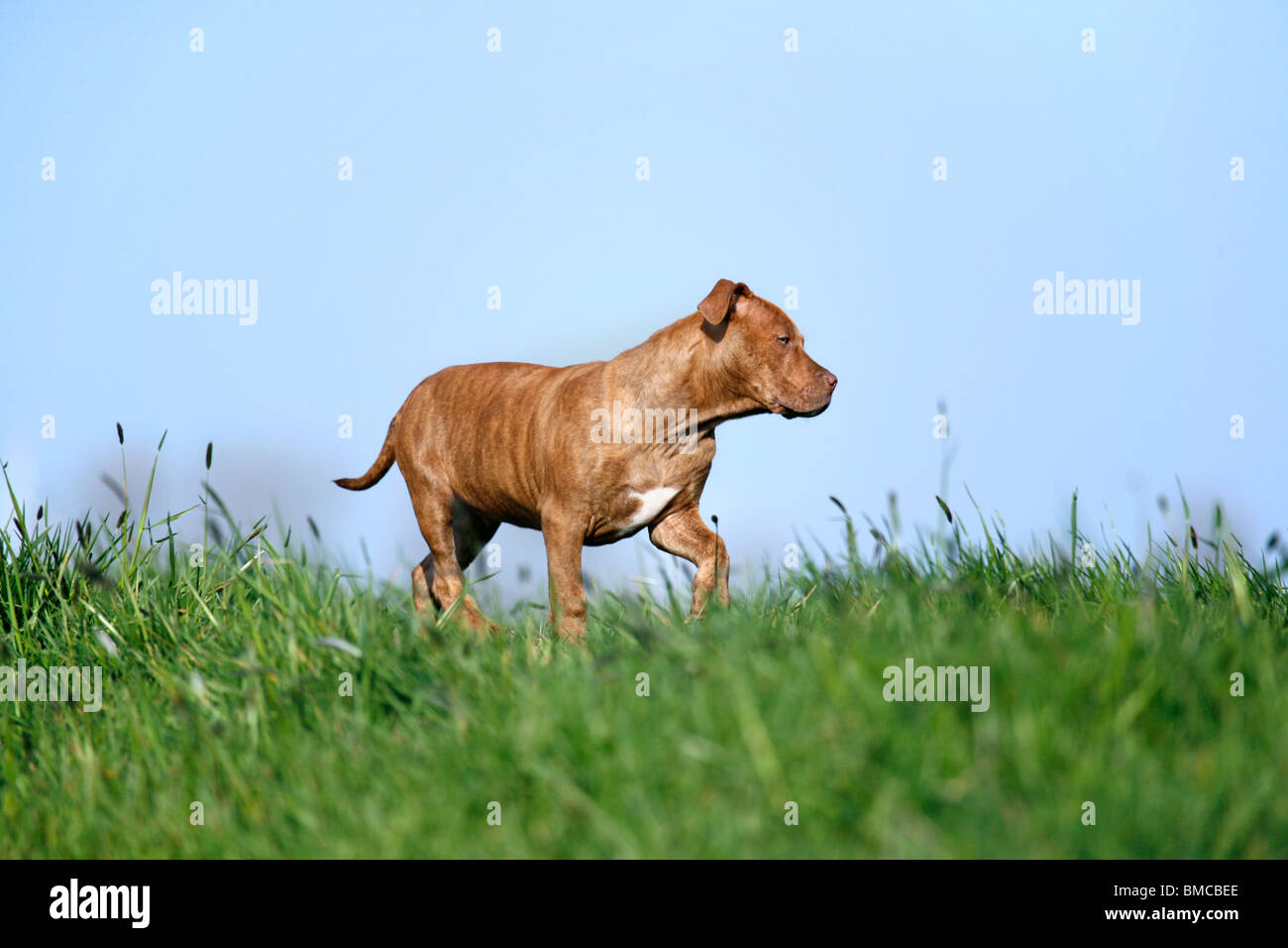 L'American Pit Bull Terrier Welpe / cucciolo Foto Stock