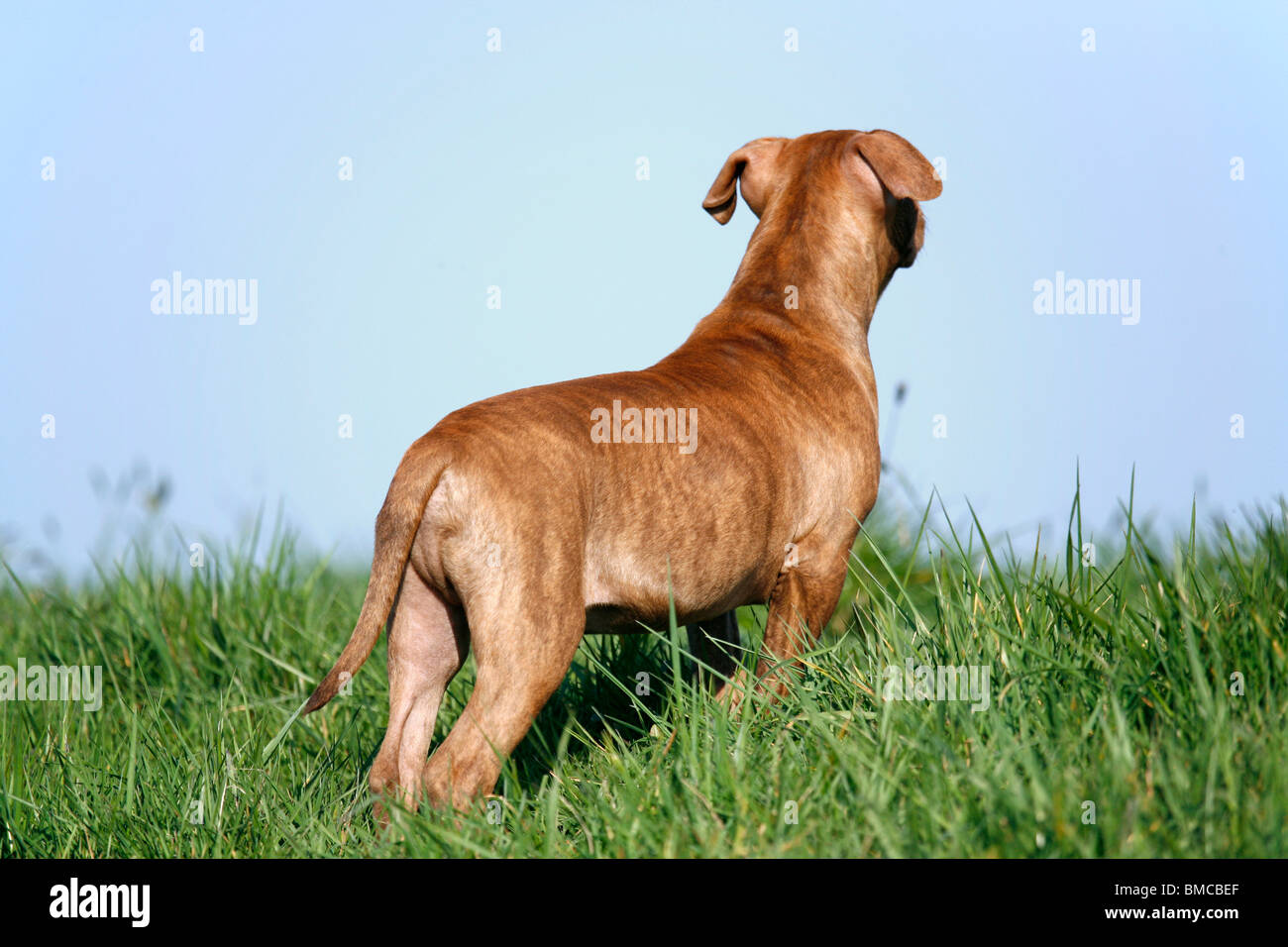 L'American Pit Bull Terrier Welpe / cucciolo Foto Stock