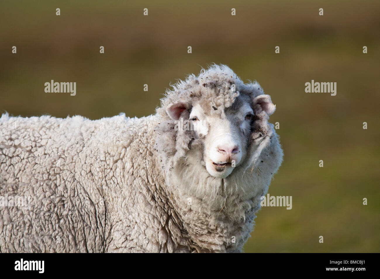 Ovini domestici Hausschaf Ovis orientalis aries, Volunteer Point, Isole Falkland pecora Foto Stock