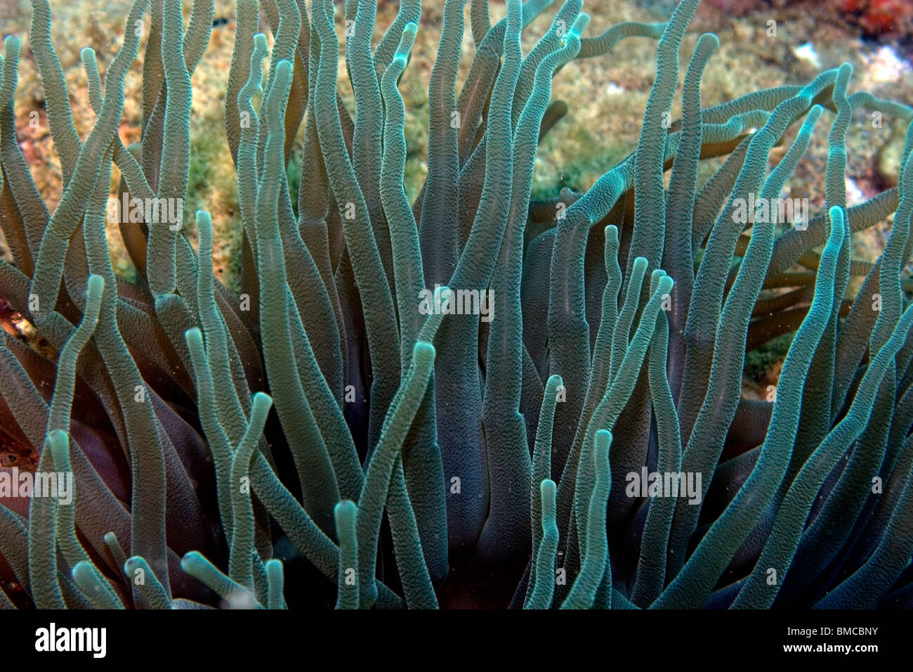 Sfera anemone, Condylactis gigantea, Ilha Escalvada, Guarapari, Espirito Santo, Brasile Foto Stock