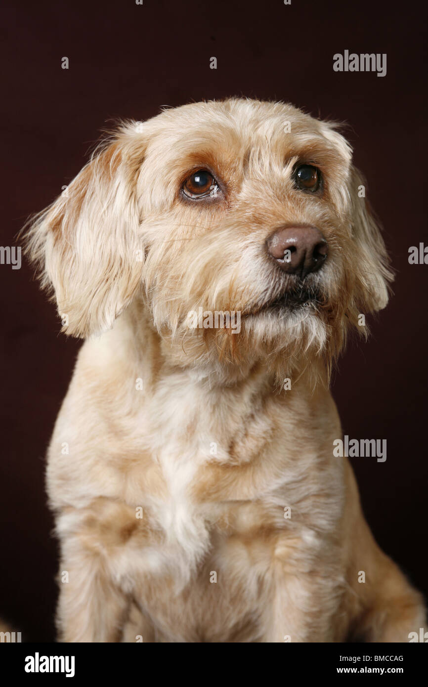 Mischling / cane Foto Stock