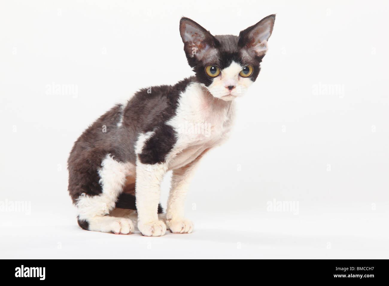 Devon Rex gatto nero-fumo-bianco Foto Stock