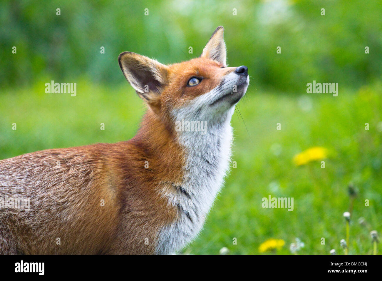 Red Fox guardando al lato Foto Stock