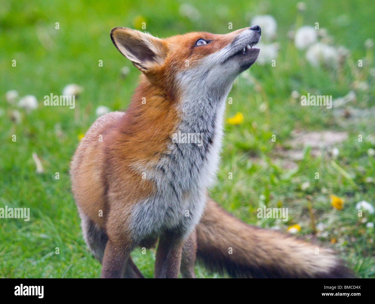 Red Fox guardando in alto Foto Stock