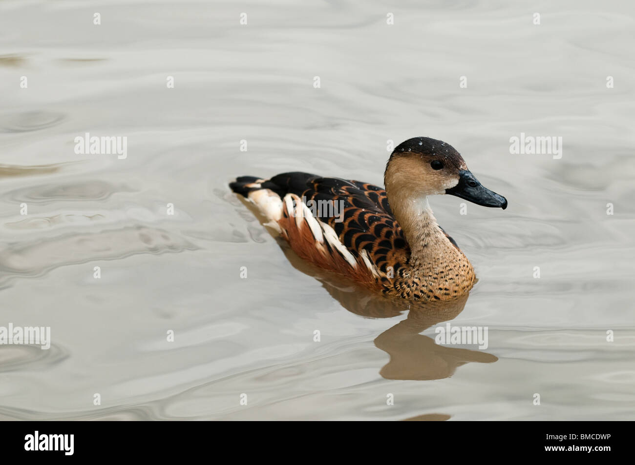 Sibilo errante-duck, Dendrocygna arcuata, a Slimbridge WWT nel Gloucestershire, Regno Unito Foto Stock