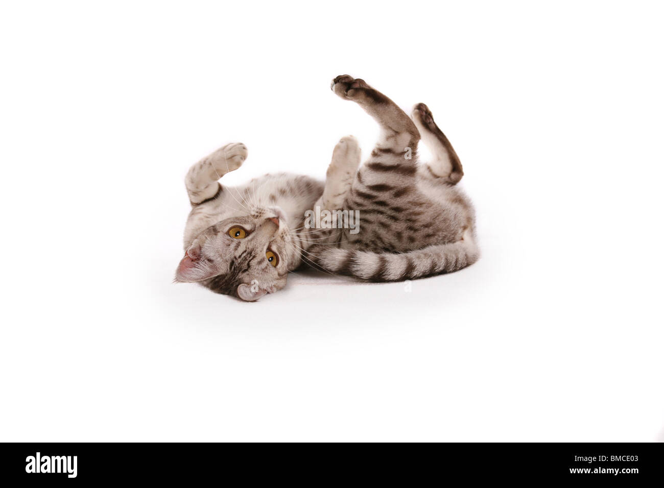 Ocicat wälzt sich / wallowing Ocicat Foto Stock