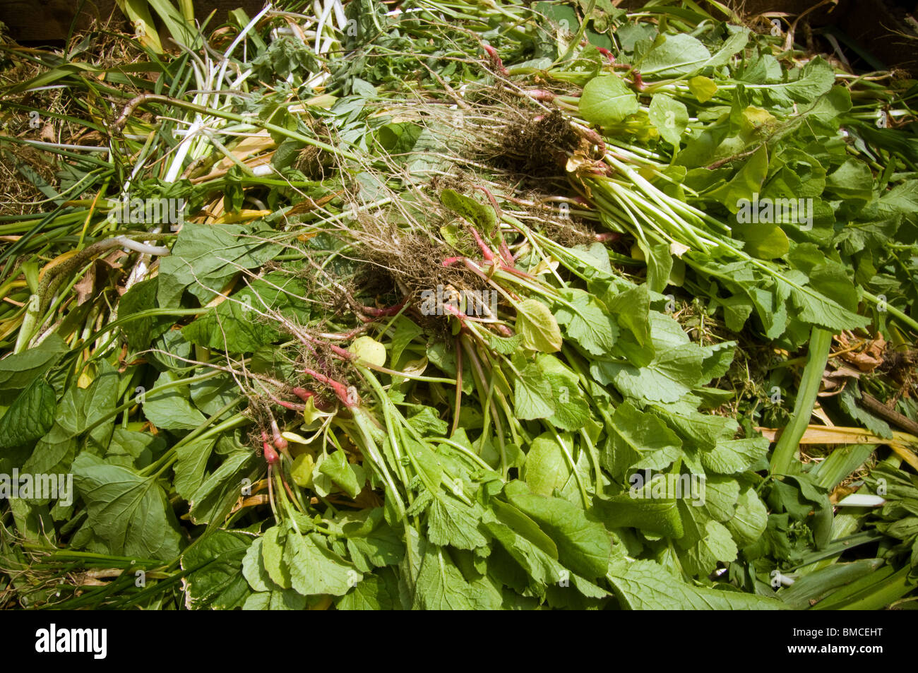 Ravanelli e altre piante in un palo di composto in un orto comunitario a New York Sabato, 29 maggio 2010. (© Richard B. Levine) Foto Stock