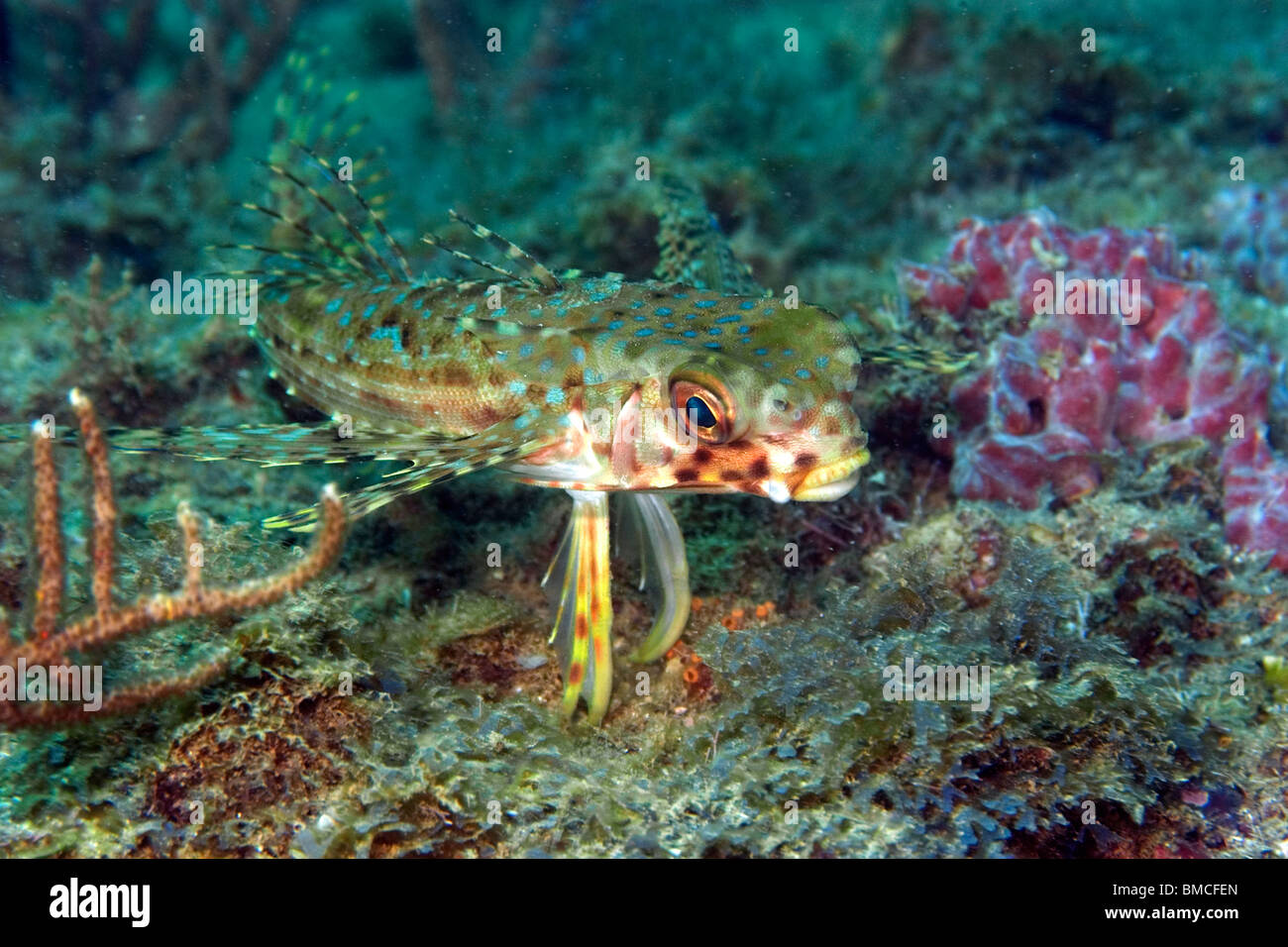 Battenti o casco cappone, Dactylopterus volitans, Ilha Escalvada, Guarapari, Espirito Santo, Brasile Foto Stock